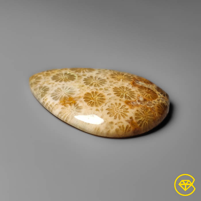 Coral Fossil Cabochon