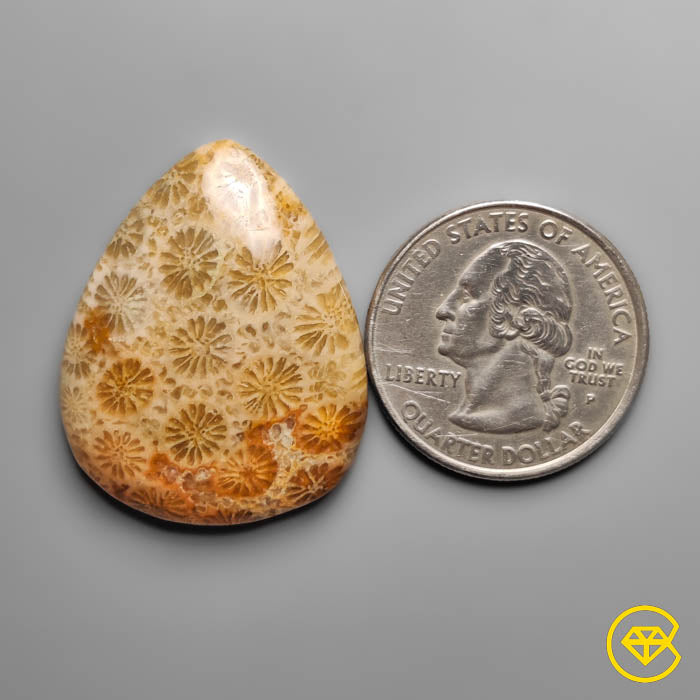 Coral Fossil Cabochon