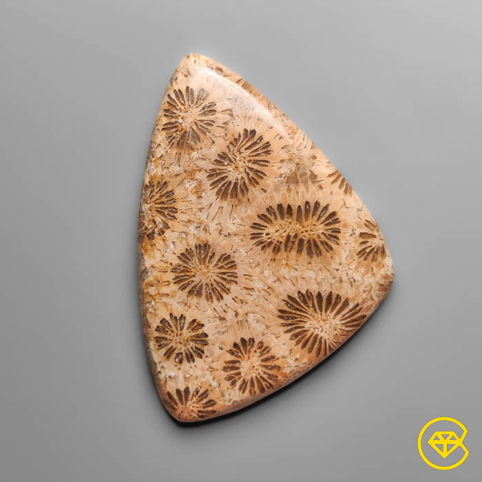 Coral Fossil