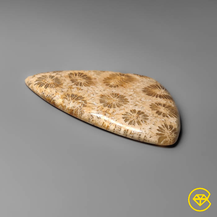Coral Fossil Cabochon