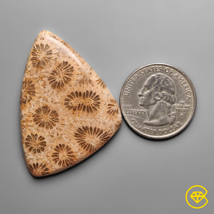 Coral Fossil Cabochon