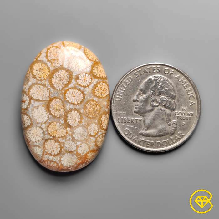 Coral Fossil Cabochon
