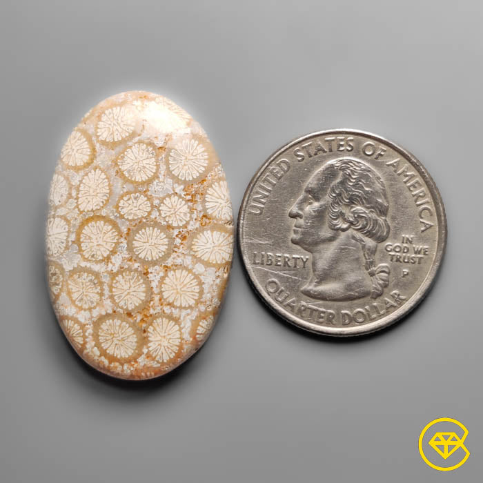 Coral Fossil Cabochon