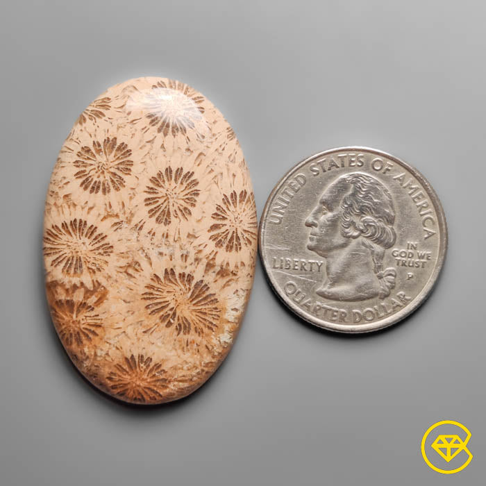 Coral Fossil Cabochon