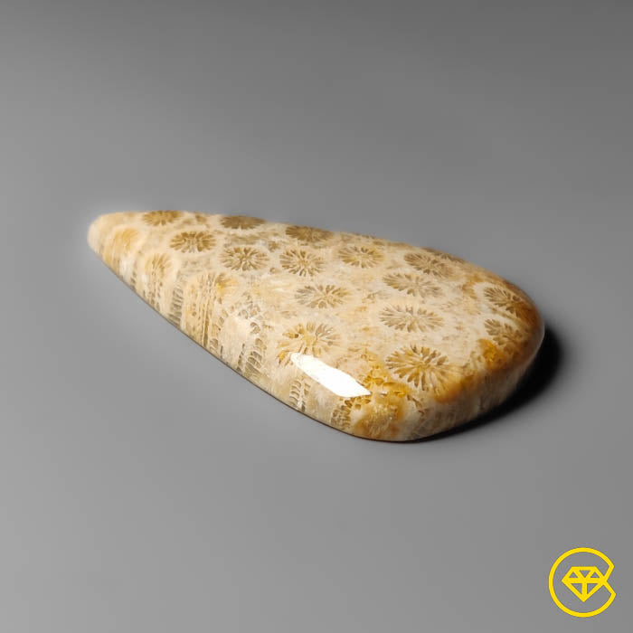 Fossil Coral Cabochon