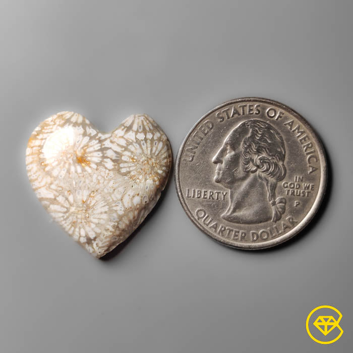 Fossil Coral Heart Carving