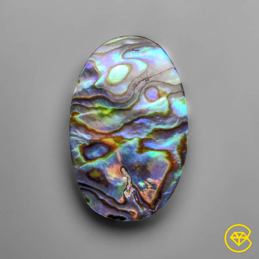 Abalone Shell