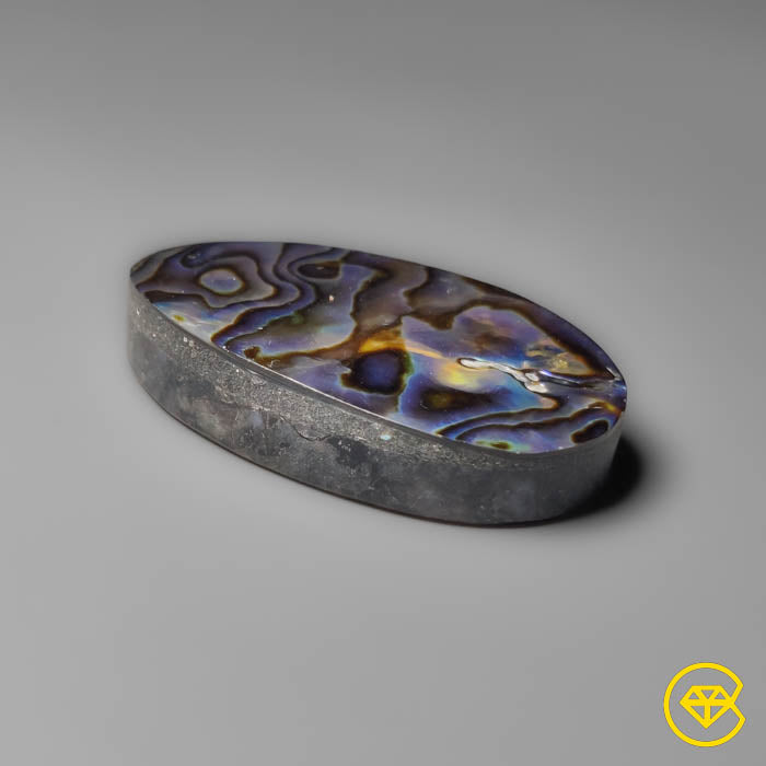 Abalone Shell (Backed)