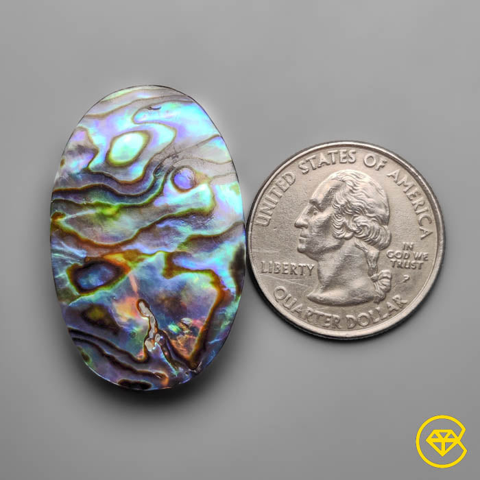 Abalone Shell (Backed)