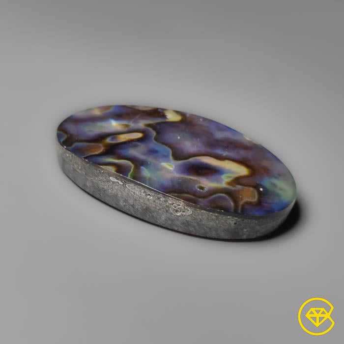 Abalone Shell (Backed)