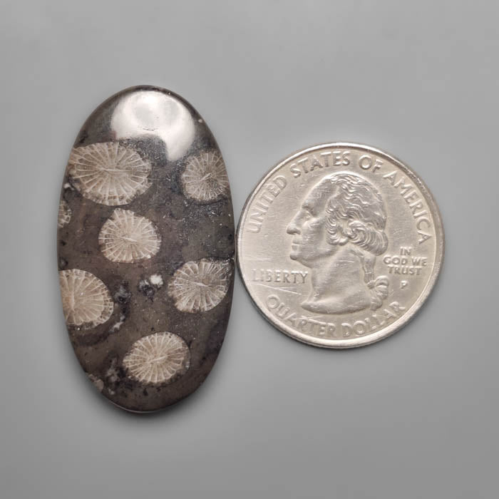 Black Fossil Coral Cabochon