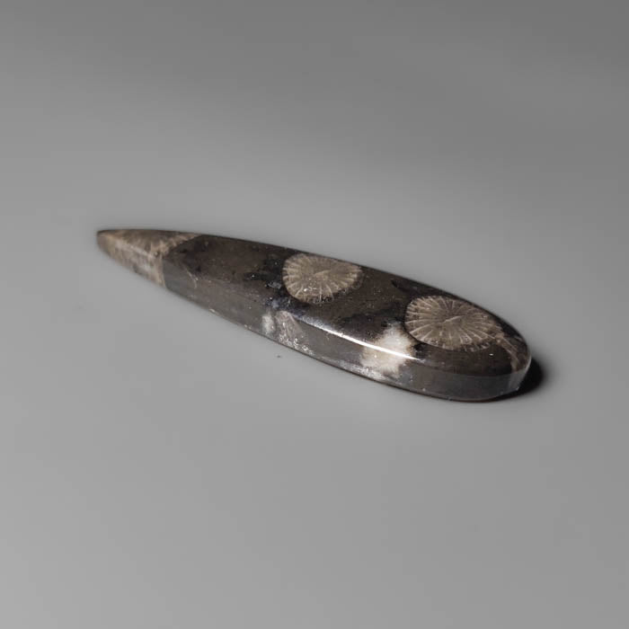 Black Fossil Coral Cabochon
