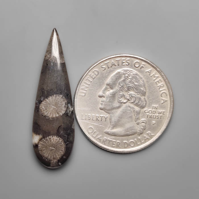 Black Fossil Coral Cabochon