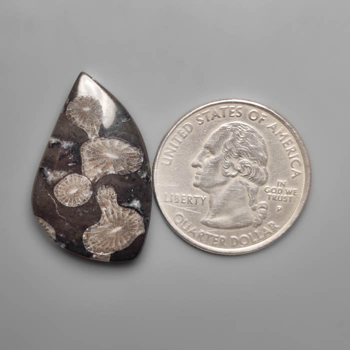Black Fossil Coral Cabochon