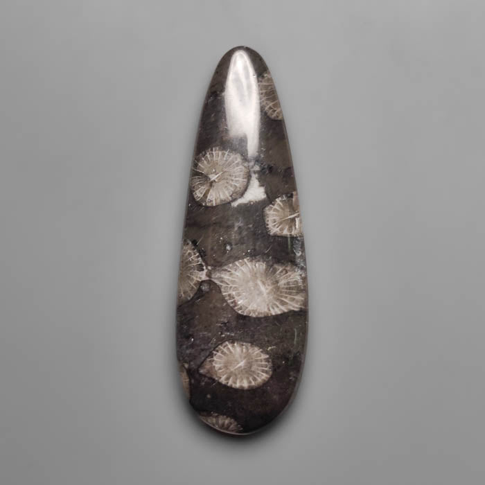 Fossil Coral