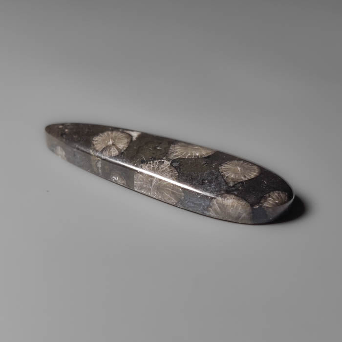 Black Fossil Coral Cabochon