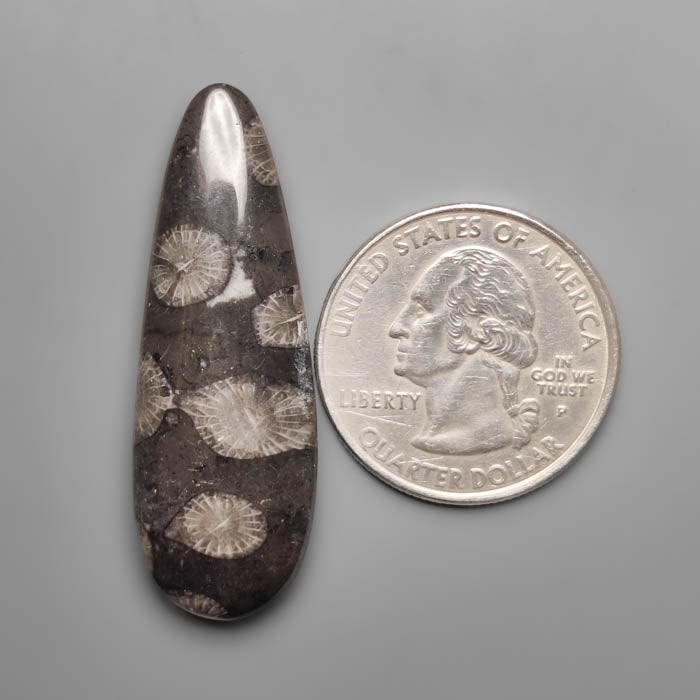 Black Fossil Coral Cabochon