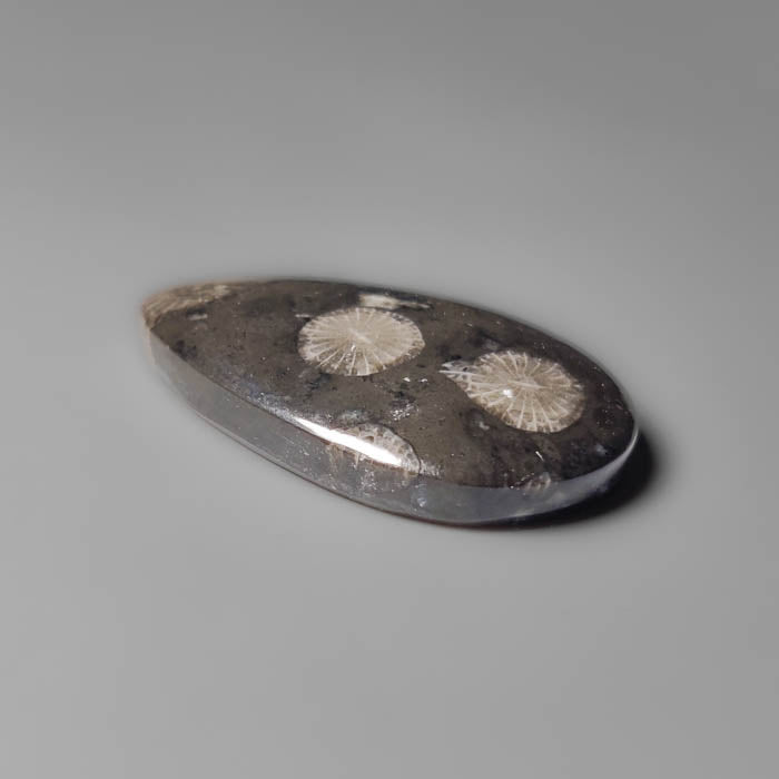 Black Fossil Coral Cabochon