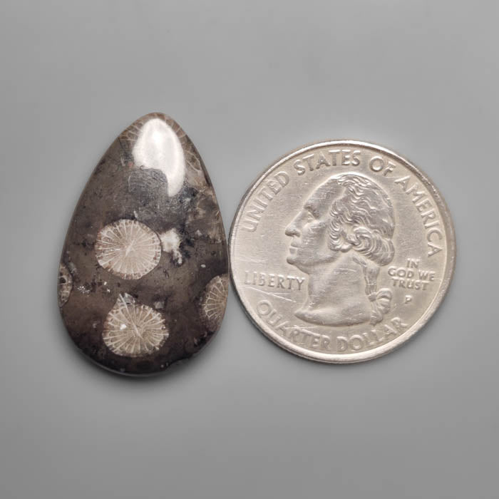 Black Fossil Coral Cabochon