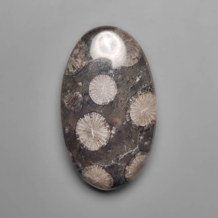 Fossil Coral