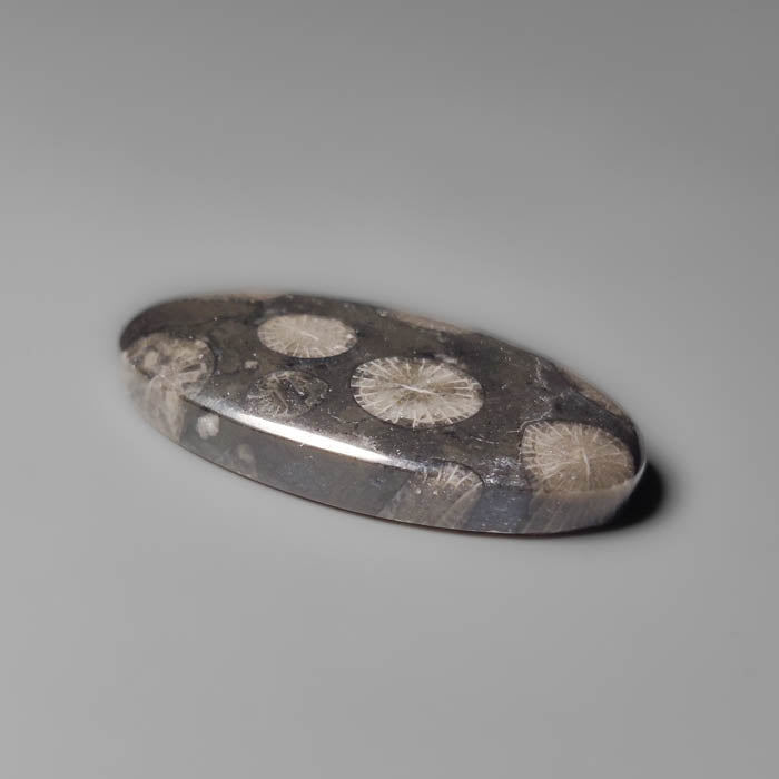 Black Fossil Coral Cabochon