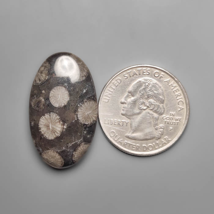 Black Fossil Coral Cabochon