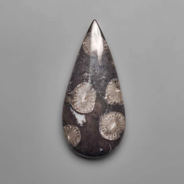 Fossil Coral
