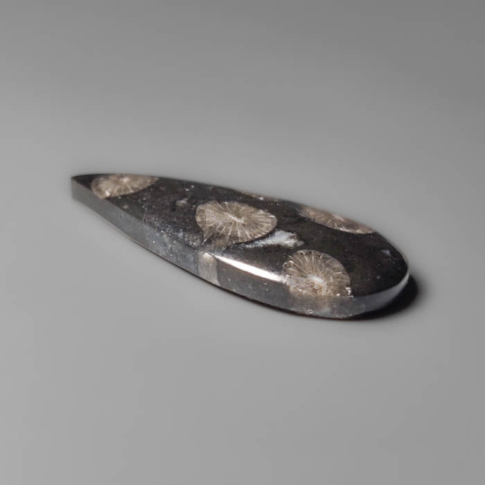 Black Fossil Coral Cabochon