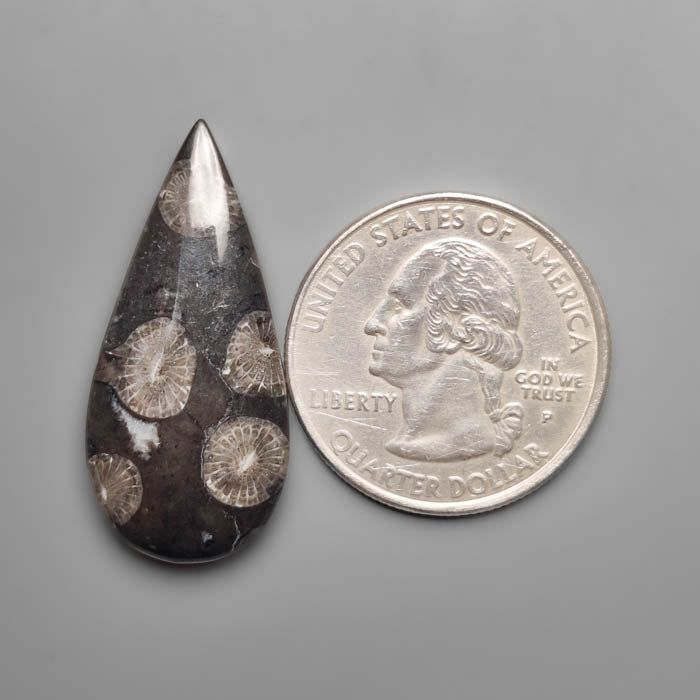 Black Fossil Coral Cabochon
