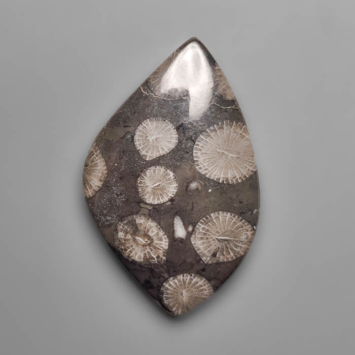 Fossil Coral