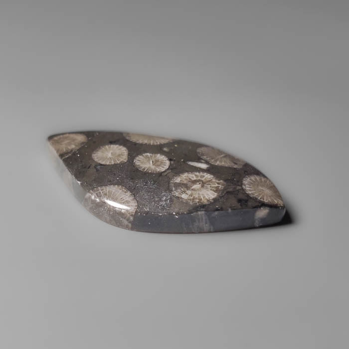 Black Fossil Coral Cabochon