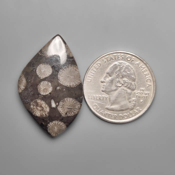 Black Fossil Coral Cabochon