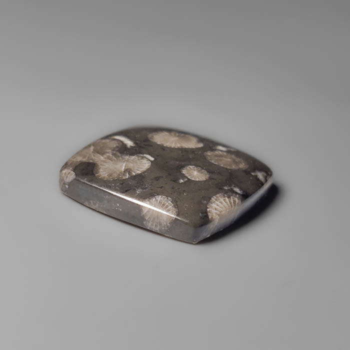 Black Fossil Coral Cabochon