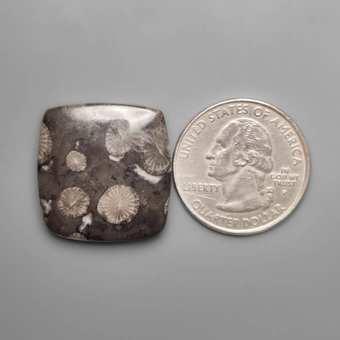 Black Fossil Coral Cabochon