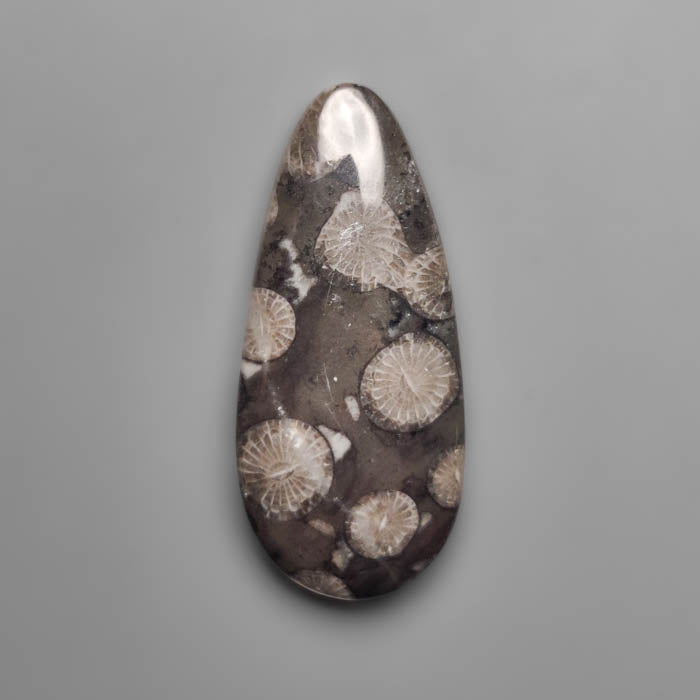 Fossil Coral
