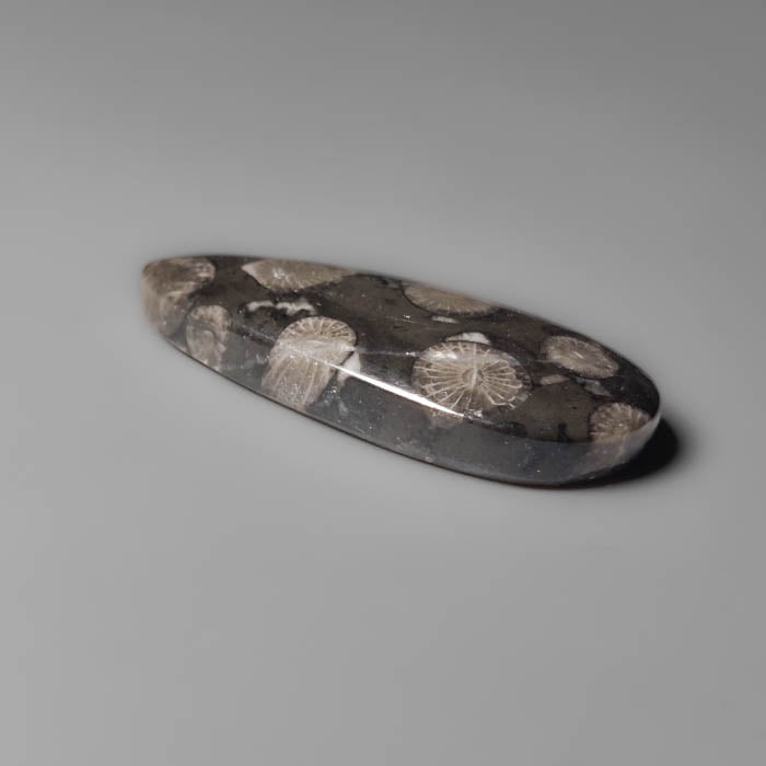 Black Fossil Coral Cabochon