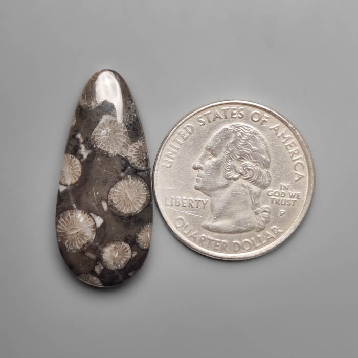 Black Fossil Coral Cabochon