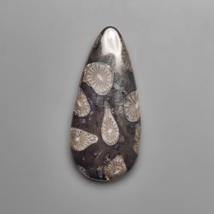 Fossil Coral