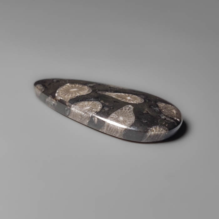 Black Fossil Coral Cabochon