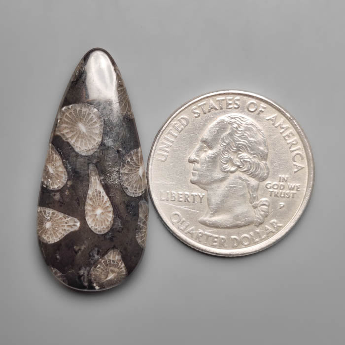 Black Fossil Coral Cabochon