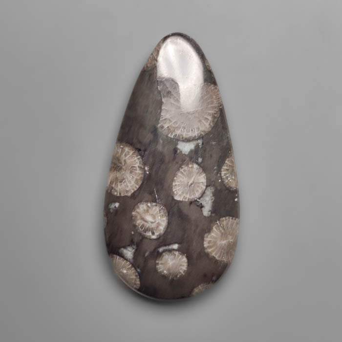 Fossil Coral
