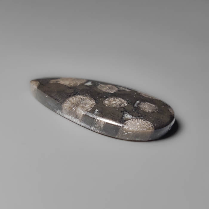 Black Fossil Coral Cabochon