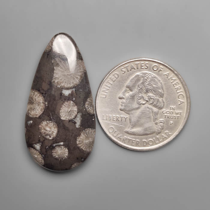 Black Fossil Coral Cabochon