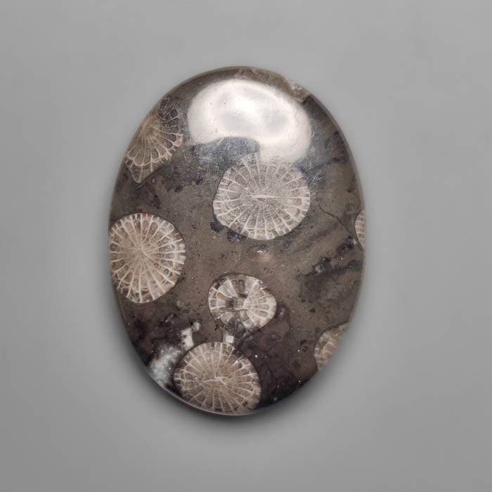 Fossil Coral