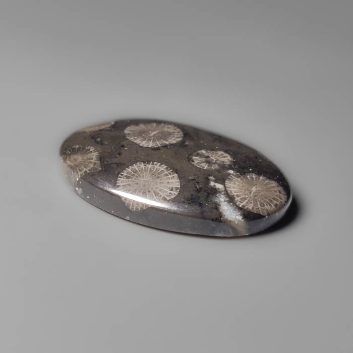 Black Fossil Coral Cabochon