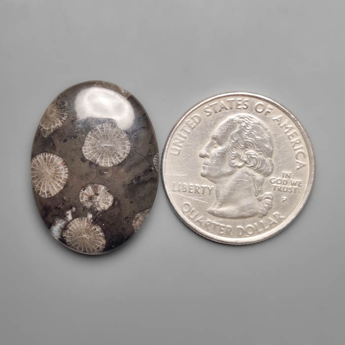 Black Fossil Coral Cabochon