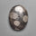 Fossil Coral