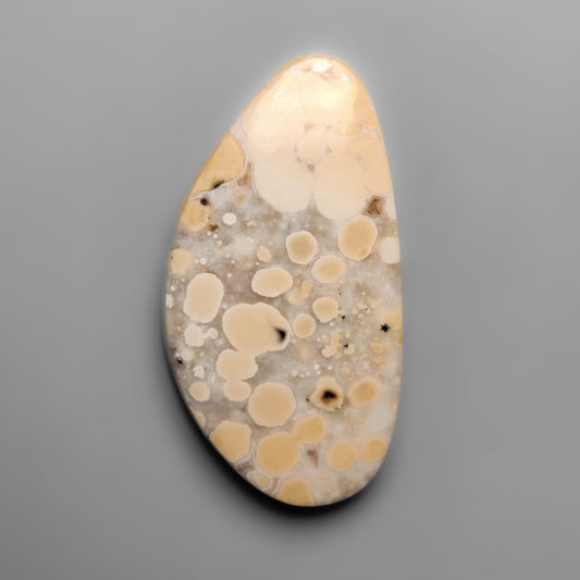 Cobra Jasper