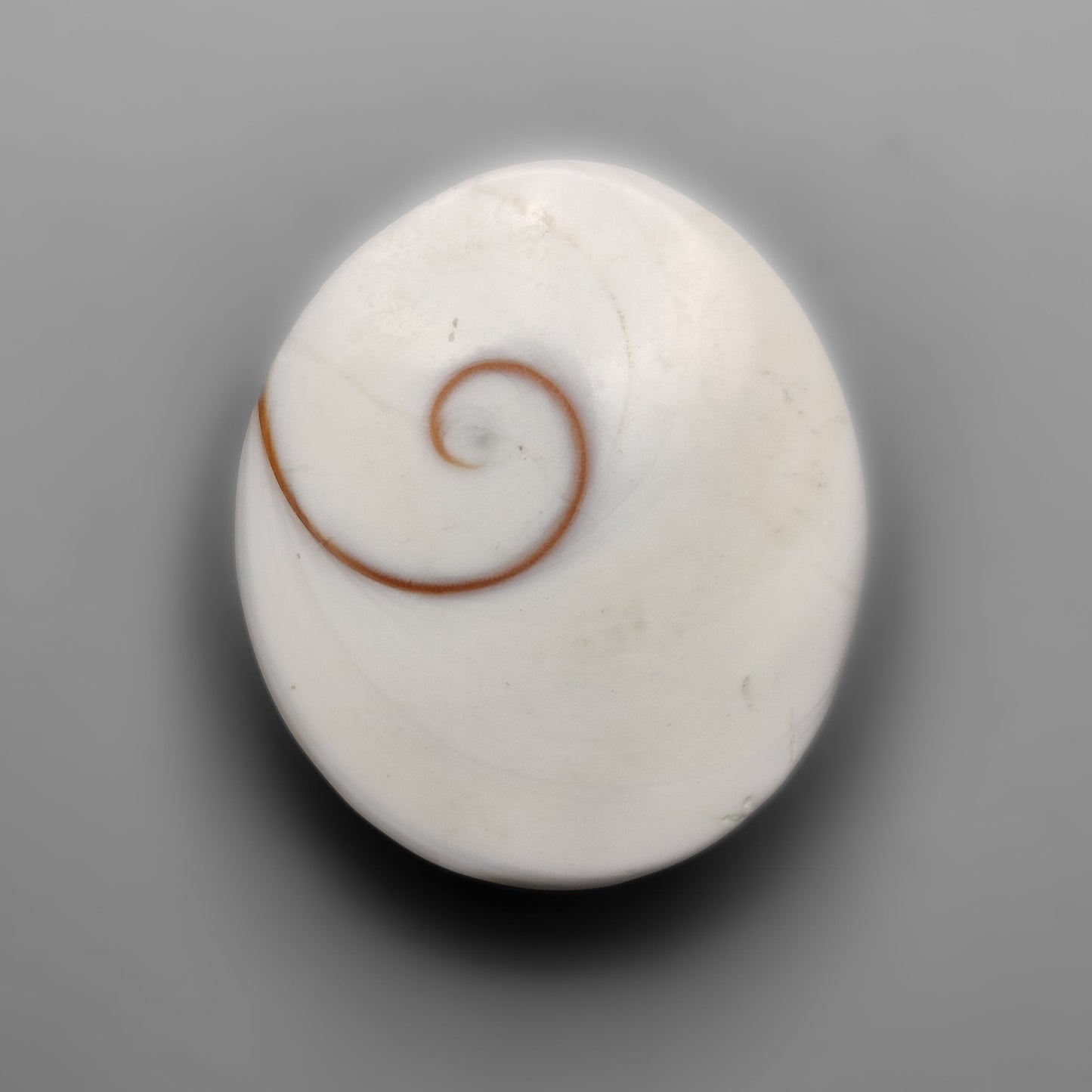 Shiva Eye Shell