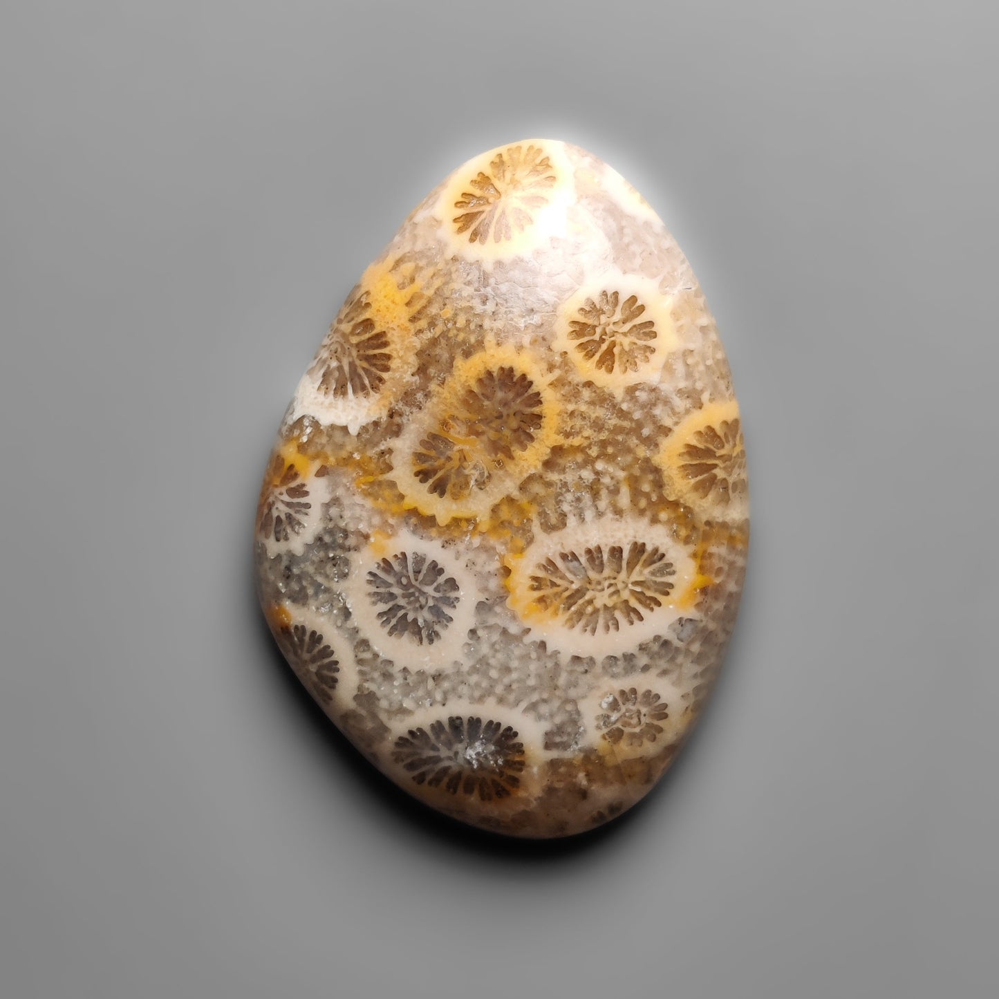Fossil Coral